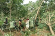 Hội thảo về phát triển cây cao su ở các tỉnh Bắc Trung bộ 